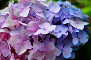 "Blue and Pink Flowers" by ASR Photos is licensed under CC BY-NC-ND 2.0